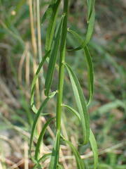 Iberis linifolia violletii