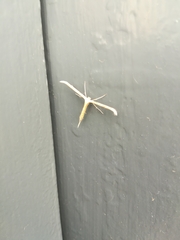 Gillmeria pallidactyla