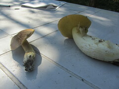 Hemileccinum depilatum