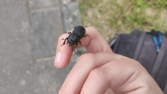 Dorcus parallelipipedus