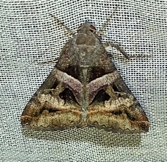 Melipotis perpendicularis