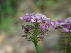Iberis linifolia violletii