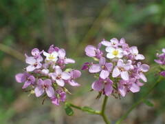 Iberis linifolia violletii