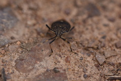 Poecilometis strigatus