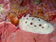 Alloiodoris lanuginata