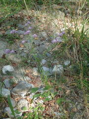 Iberis linifolia violletii