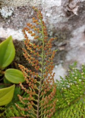 Pleopeltis lindeniana