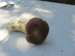 Hemileccinum depilatum
