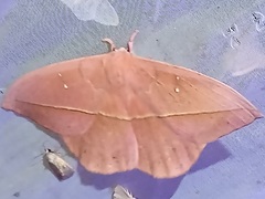 Lonomia rufescens