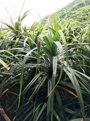 Pandanus odorifer