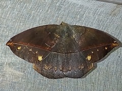 Oxydia bilinea