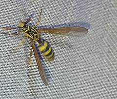 Pseudosphex laticincta