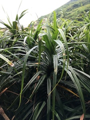 Pandanus odorifer