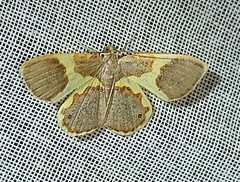 Opisthoxia asopis