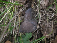 Helvella lacunosa