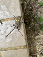 Batocera rubus