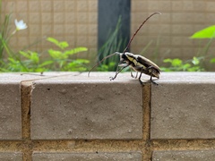 Batocera rubus