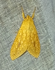 Lophocampa