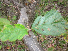 Scandosorbus intermedia