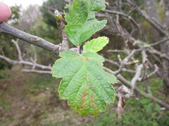 Scandosorbus intermedia