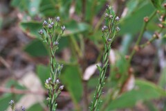 Comesperma ericinum