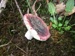 Russula atropurpurea