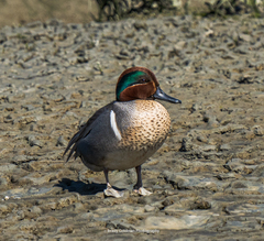 Anas crecca carolinensis