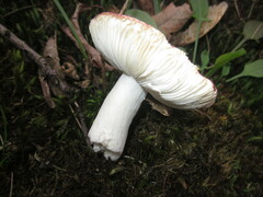 Russula atropurpurea