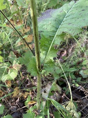 Crepis sibirica