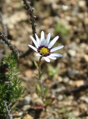 Dimorphotheca pluvialis