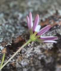 Dimorphotheca pluvialis