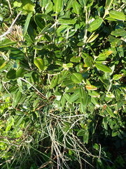 Metrosideros excelsa