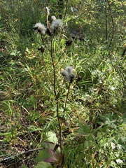 Crepis sibirica