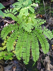 Adiantum pedatum