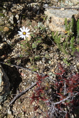 Dimorphotheca pluvialis