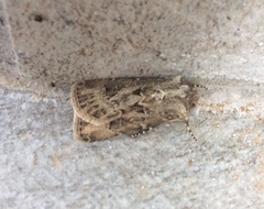 Agrotis bigramma