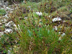 Oreojuncus monanthos