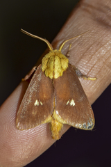 Miresa albipuncta