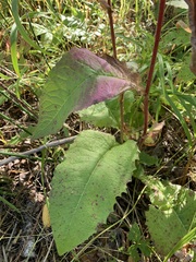 Crepis sibirica