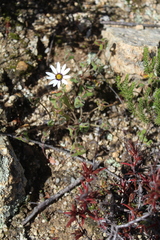 Dimorphotheca pluvialis