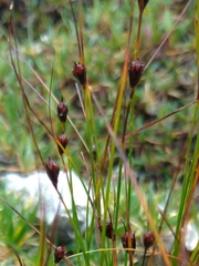 Oreojuncus monanthos