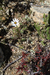 Dimorphotheca pluvialis