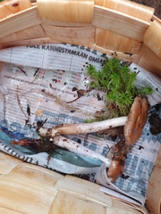 Cortinarius collinitus