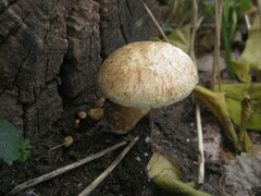 Hemipholiota populnea