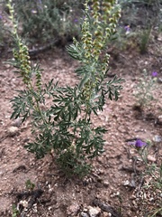 Ambrosia confertiflora