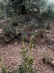 Ambrosia confertiflora