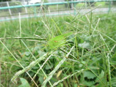 Phaneroptera falcata