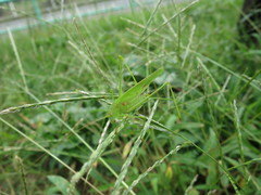 Phaneroptera falcata