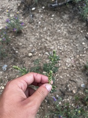 Ambrosia confertiflora