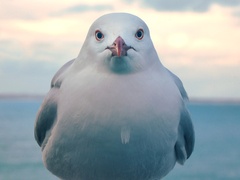 Chroicocephalus novaehollandiae